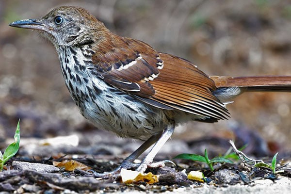 brown thrasher