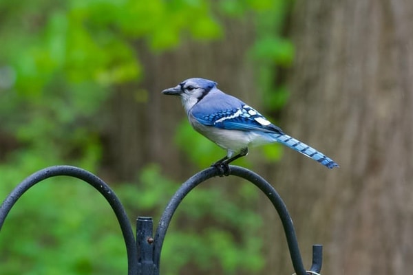 image of a blue jay that is perched