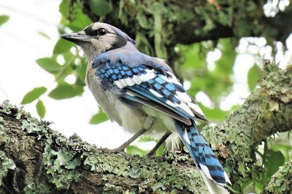 image of a blue jay