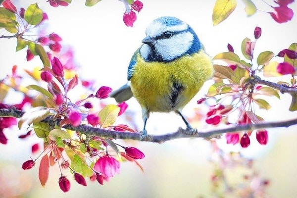 image of a bluebird perched in tree