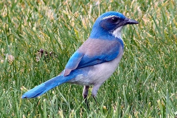 image of a bluebird
