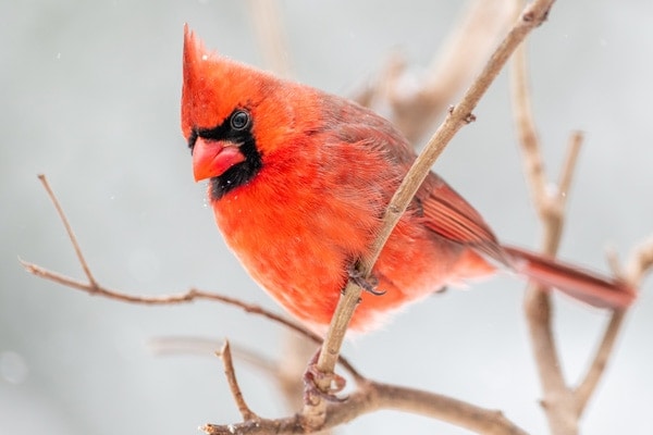 image of a cardinal on branch in winter
