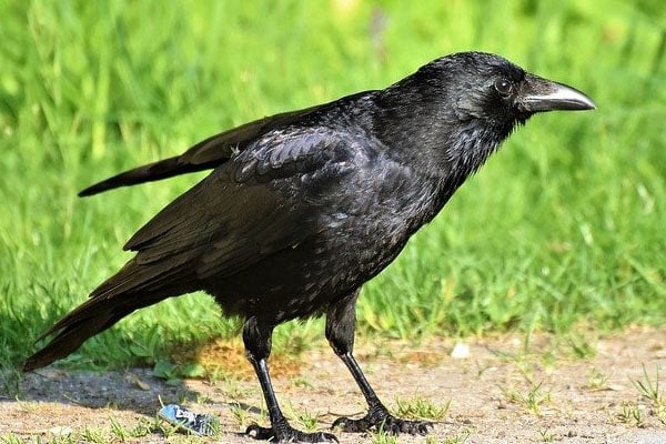 image of a crow