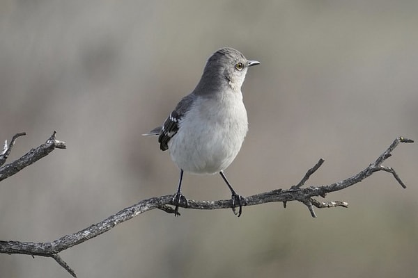 image of a northern mockingbird