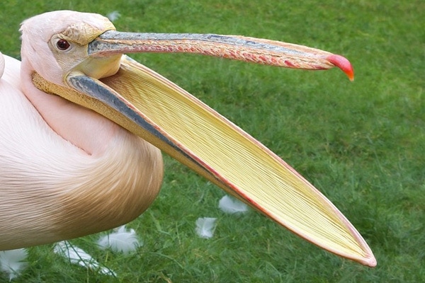 image of a pelican bird beak