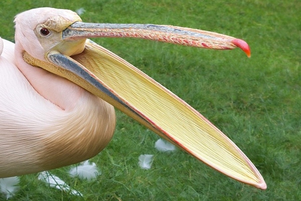 The Amazing Abilities Of Bird Beaks