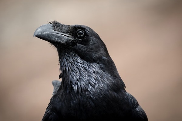 image of a raven