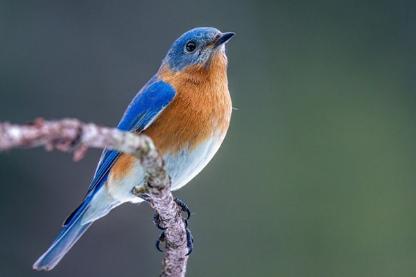 image of an eastern bluebird