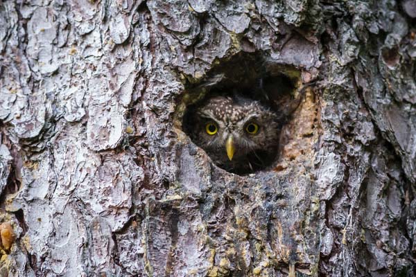 image of an owl in nest