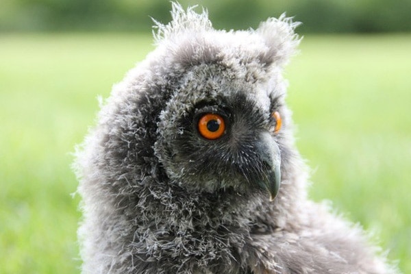 image of an owlet