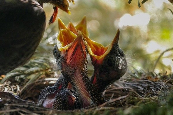 image of baby birds feeding and beaks