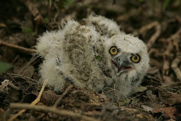 image of baby owl depicting when do owls have babies