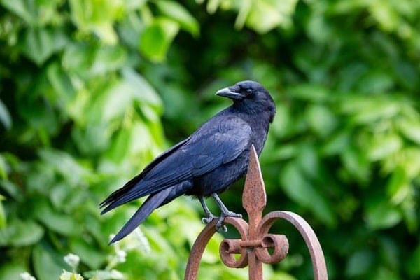image of crow depicting crow vs raven