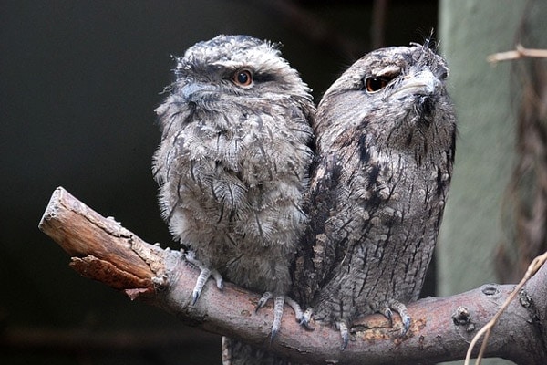 mating owl pair
