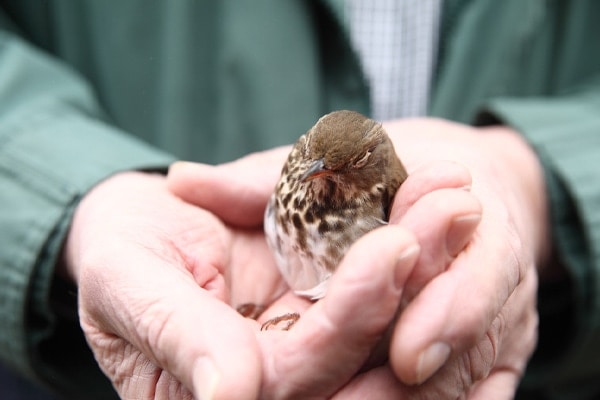 recovering bird after hitting glass pane