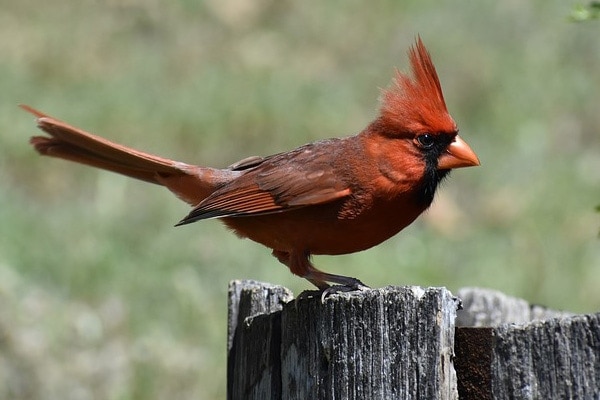 red cardinal bird