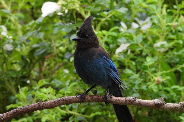 Steller's jay