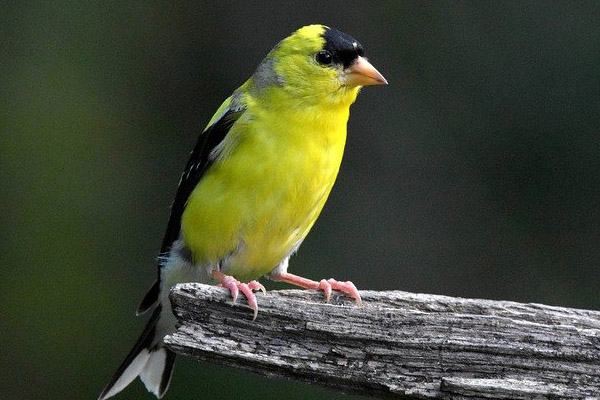 American Goldfinch perched