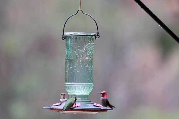 Antique Glass Bottle Hummingbird Feeder - Bird Informer