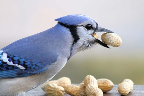 best bird feeder for blue jays