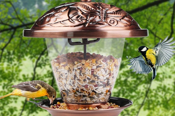 Colohas Vintage Dome Bird Feeder: In-Depth Review (2023)