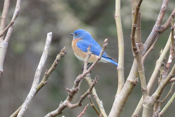 Eastern Bluebird perched on tree