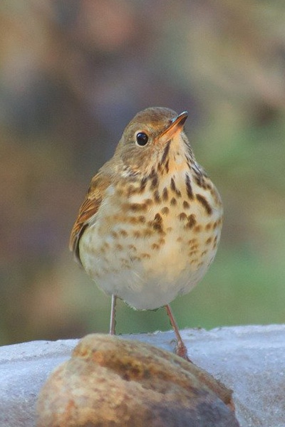 Hermit thrush