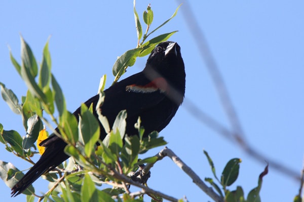 Lark Bunting on a tree