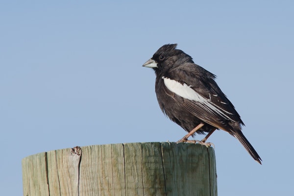 Lark bunting in colorado