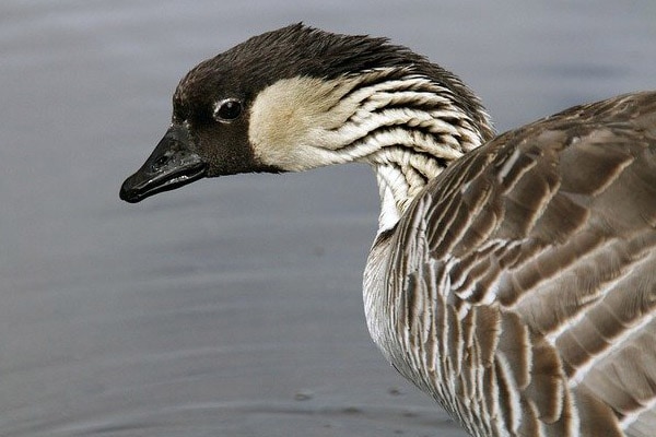 Nene bird in hawaii