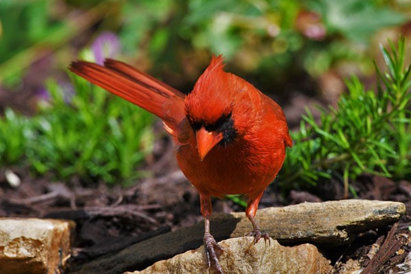 Northern Cardinal looking for food