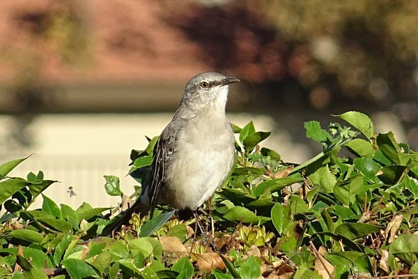 Northern Mockingbird in plants