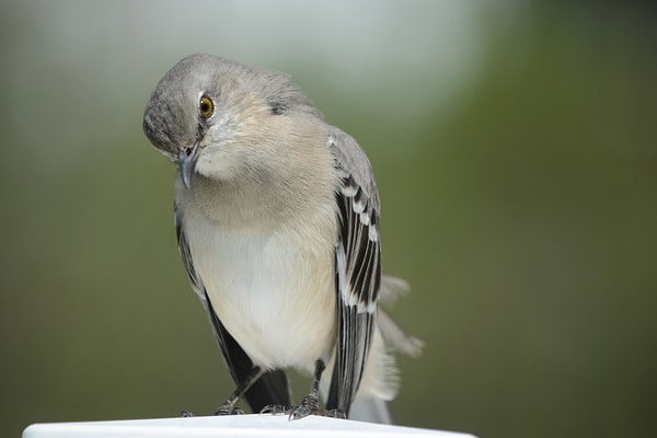 Northern Mockingbird perched