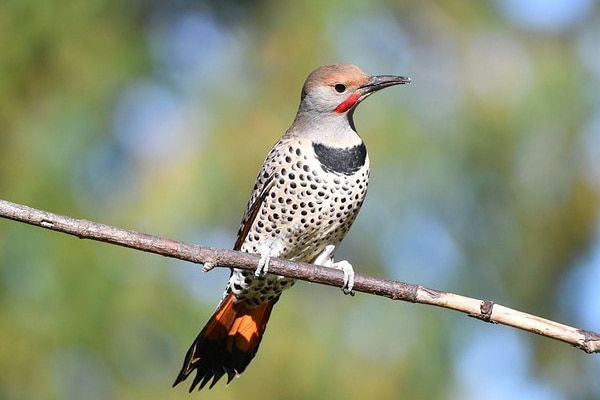 northern flicker perched on tree