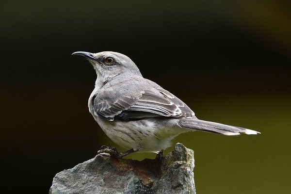 Northern mockingbird in Arkansas