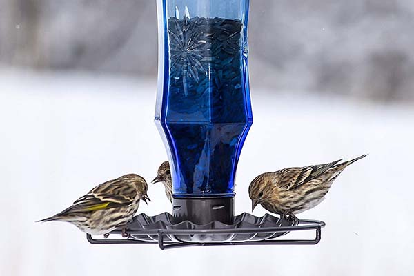 Vintage Glass Wild Bird Feeder