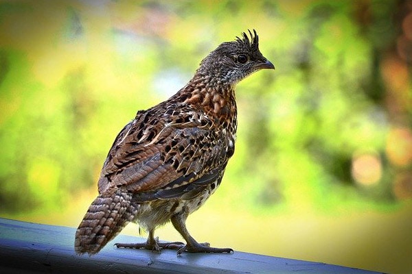 Ruffed grouse