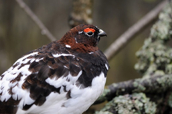 Willow Ptarmigan bird