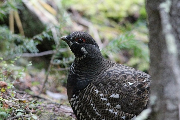 Willow Ptarmigan