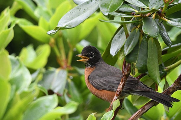 american robin michigan
