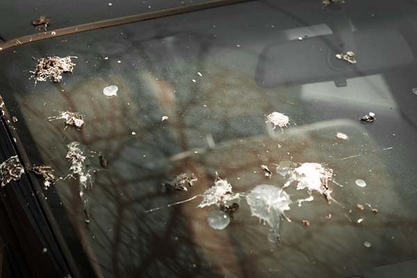 bird poop on a car