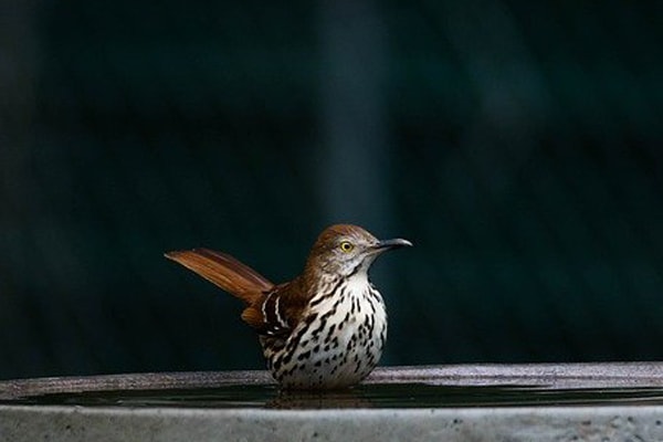 brown thrasher bird