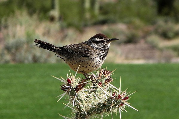 cactus wren