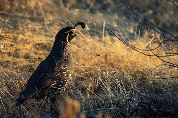 california quail