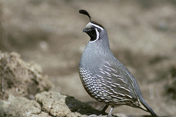 image of California quail