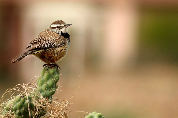 image of a cactus wren bird in arizona