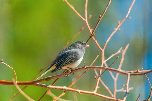 image of a northern mockingbird perched on a tree