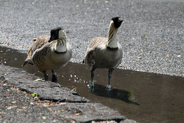 nene bird in water