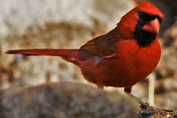 northern cardinal in illinois