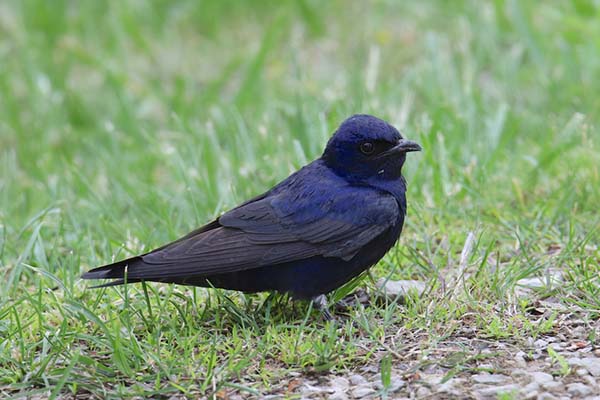 Adult Male Purple Martin